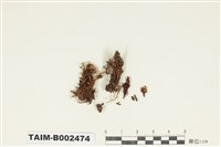 藏品(曲尾苔科)的圖片